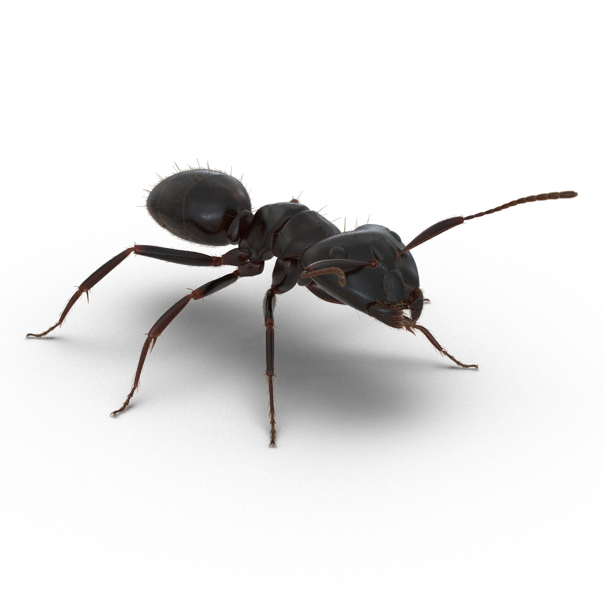 3D model Black Ant with Fur Rigged