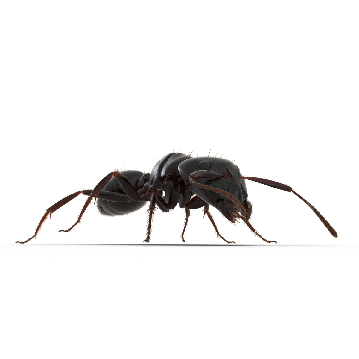 3D model Black Ant with Fur Rigged