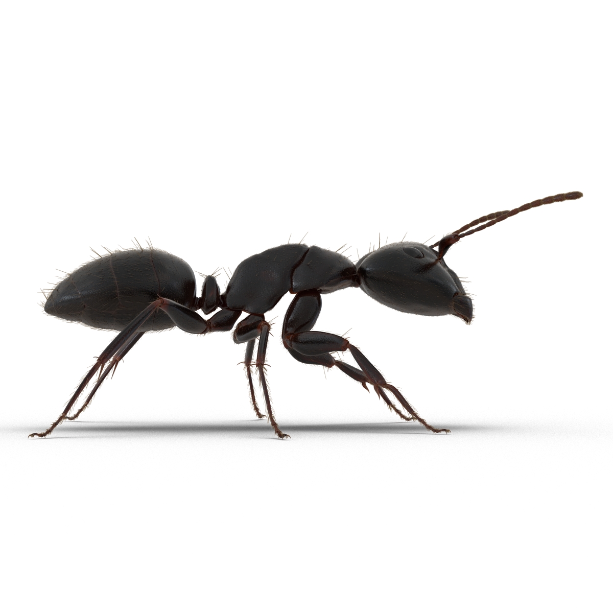 3D model Black Ant with Fur Rigged