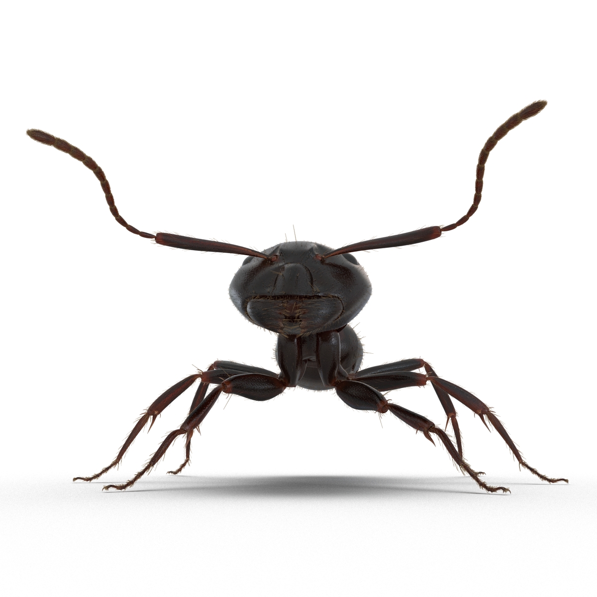 3D model Black Ant with Fur Rigged