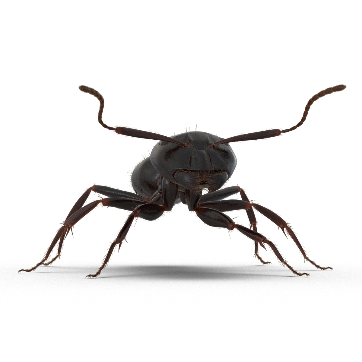 3D model Black Ant with Fur Rigged