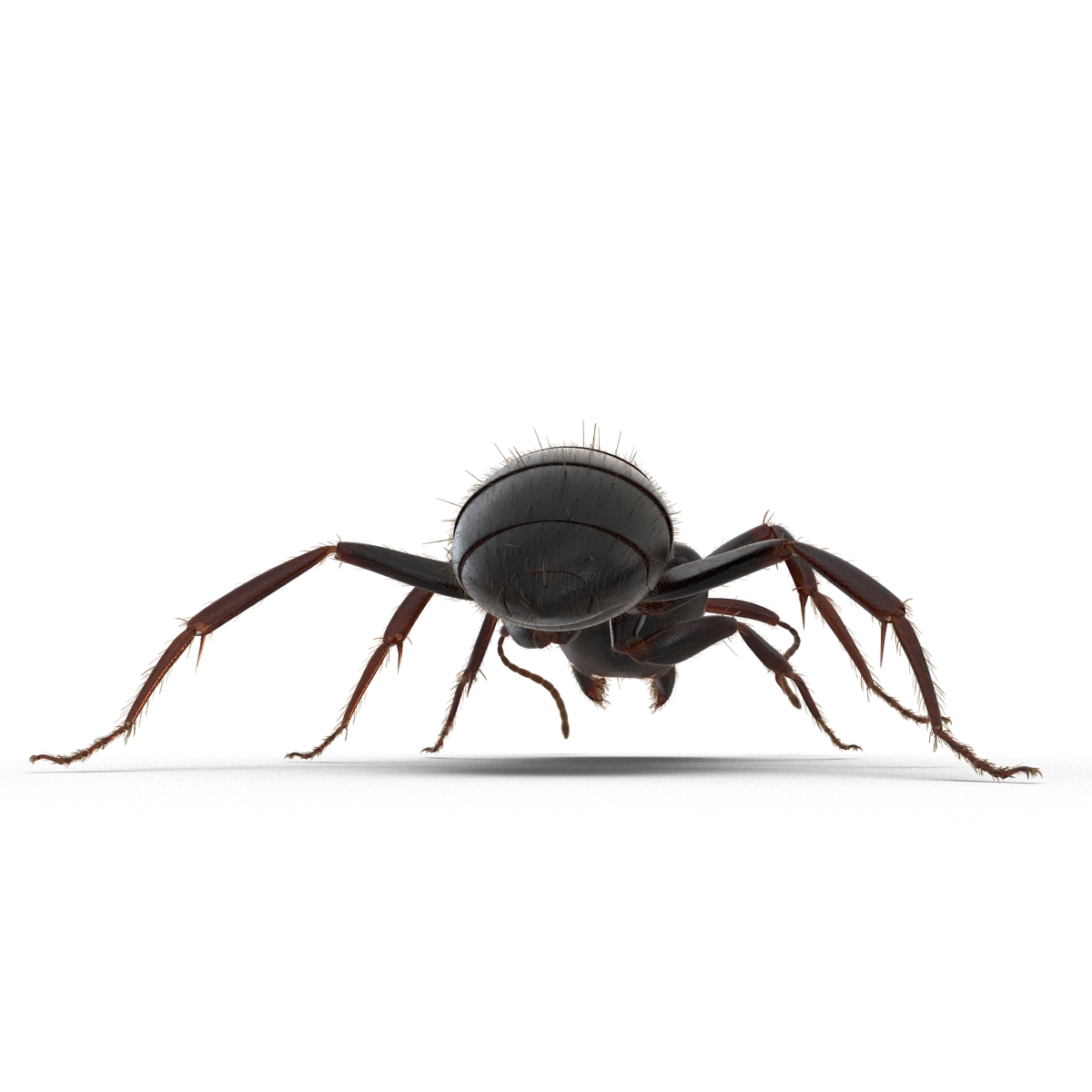 3D model Black Ant with Fur Rigged