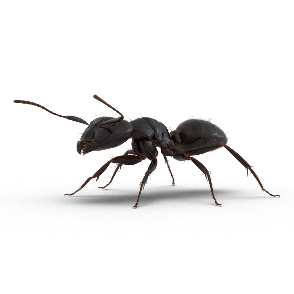 3D model Black Ant with Fur Rigged