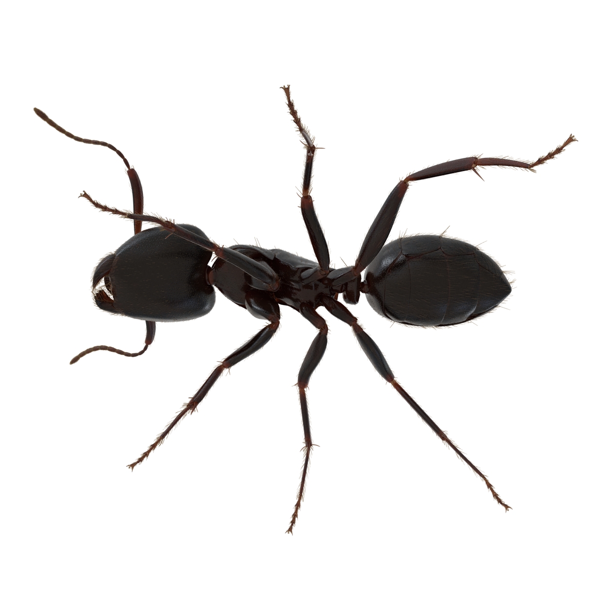 3D model Black Ant with Fur Rigged