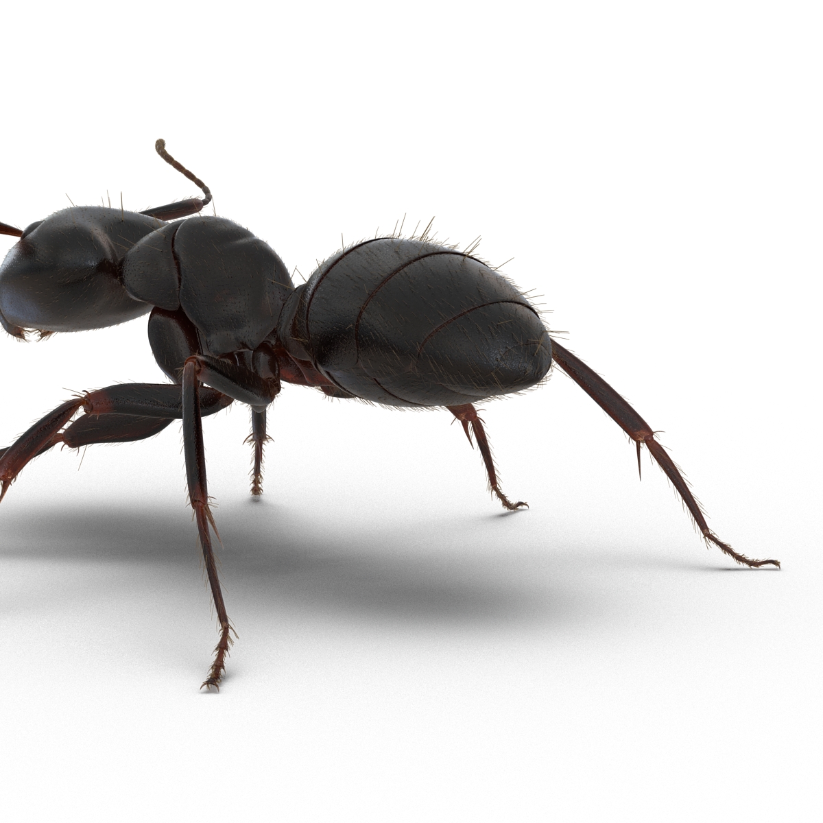 3D model Black Ant with Fur Rigged