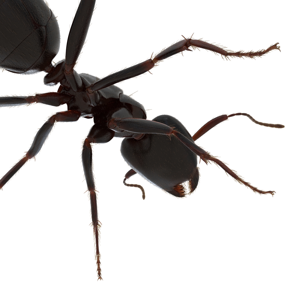 3D model Black Ant with Fur Rigged