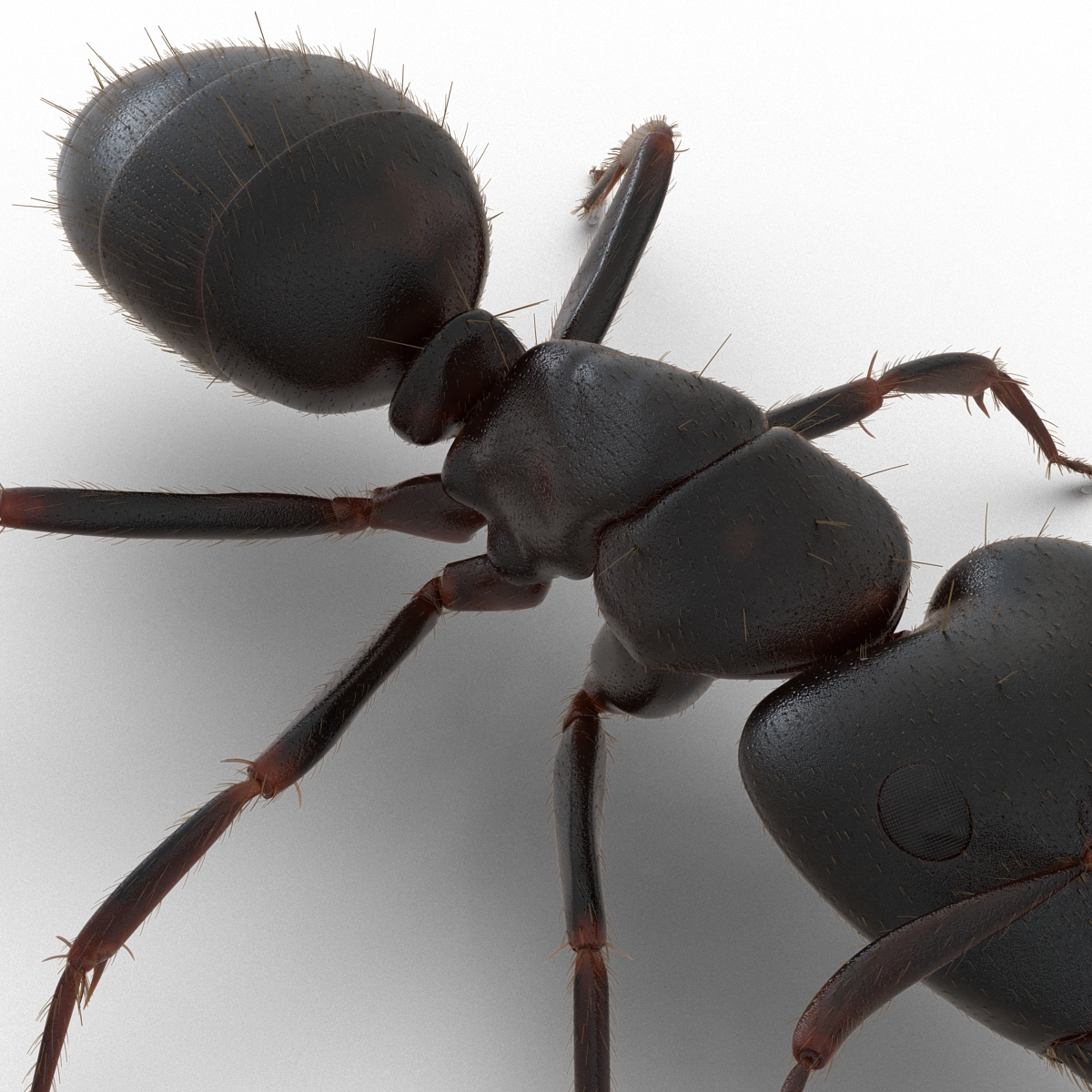 3D model Black Ant with Fur Rigged