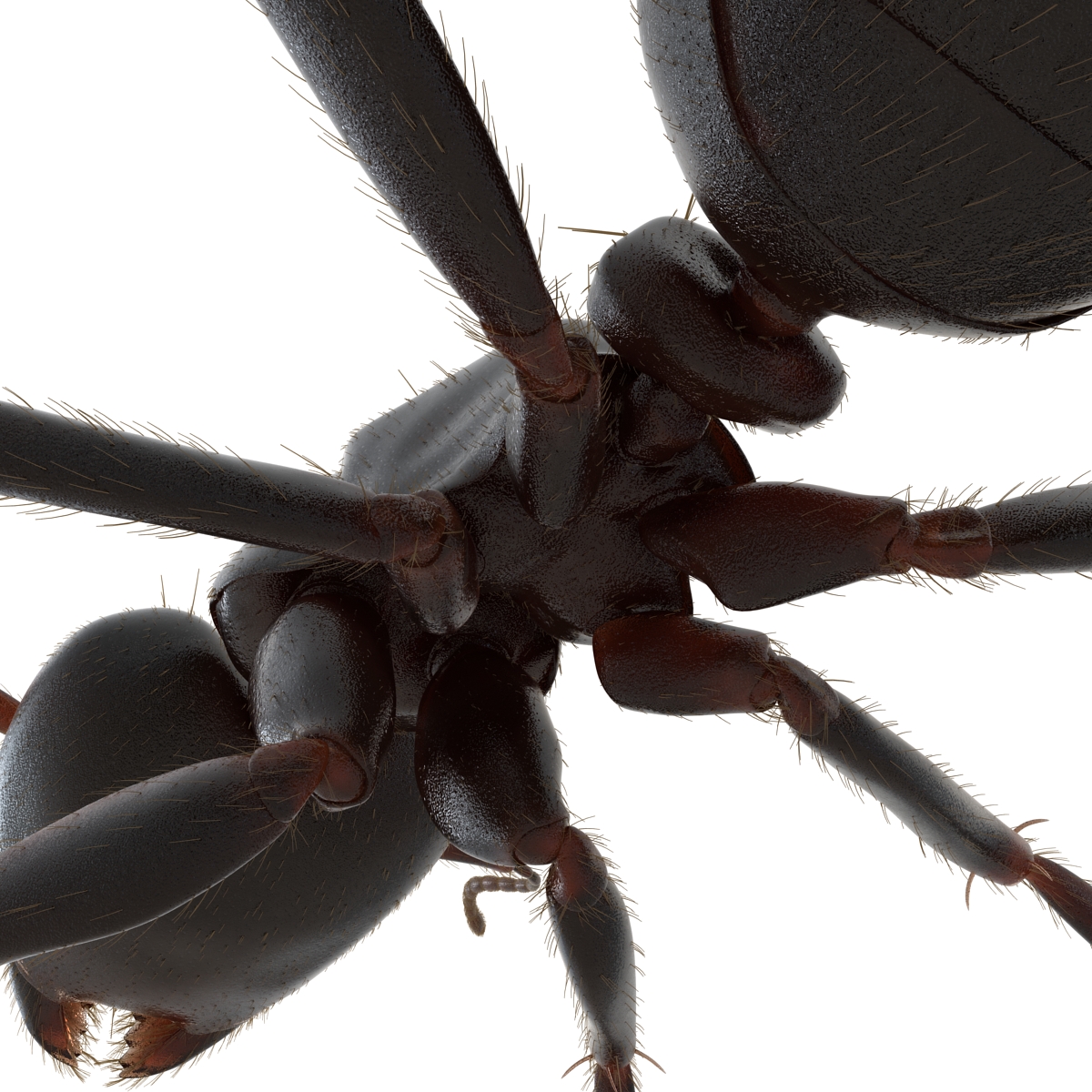 3D model Black Ant with Fur Rigged