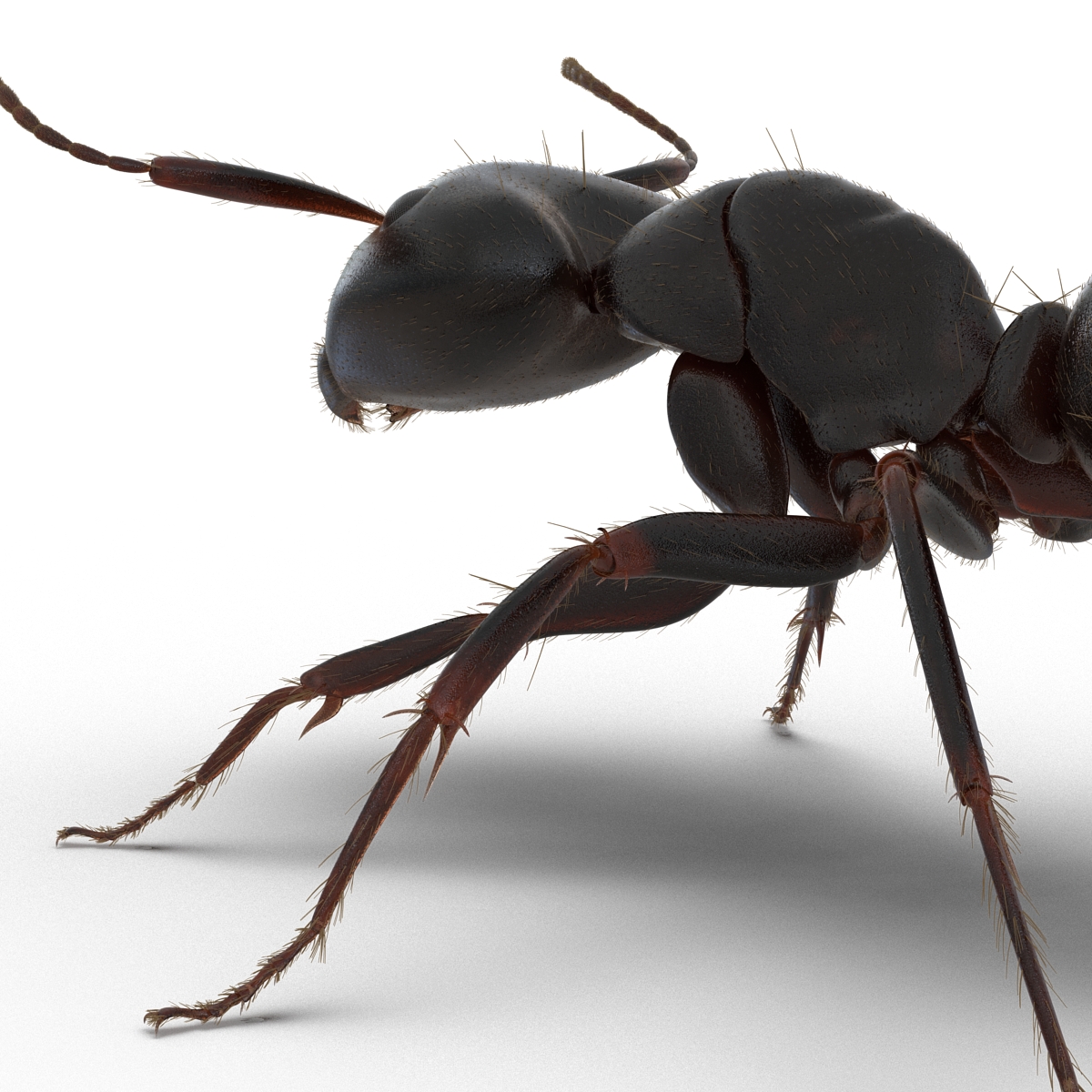 3D model Black Ant with Fur Rigged