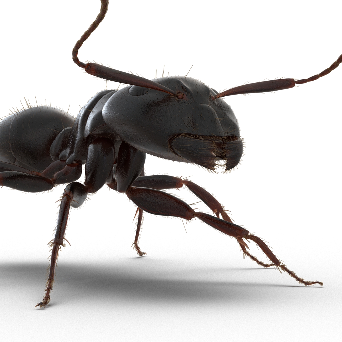 3D model Black Ant with Fur Rigged