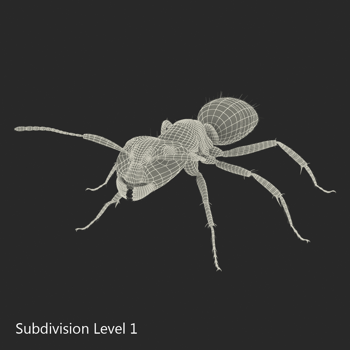 3D model Black Ant with Fur Rigged