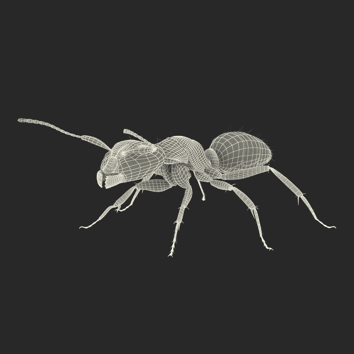 3D model Black Ant with Fur Rigged