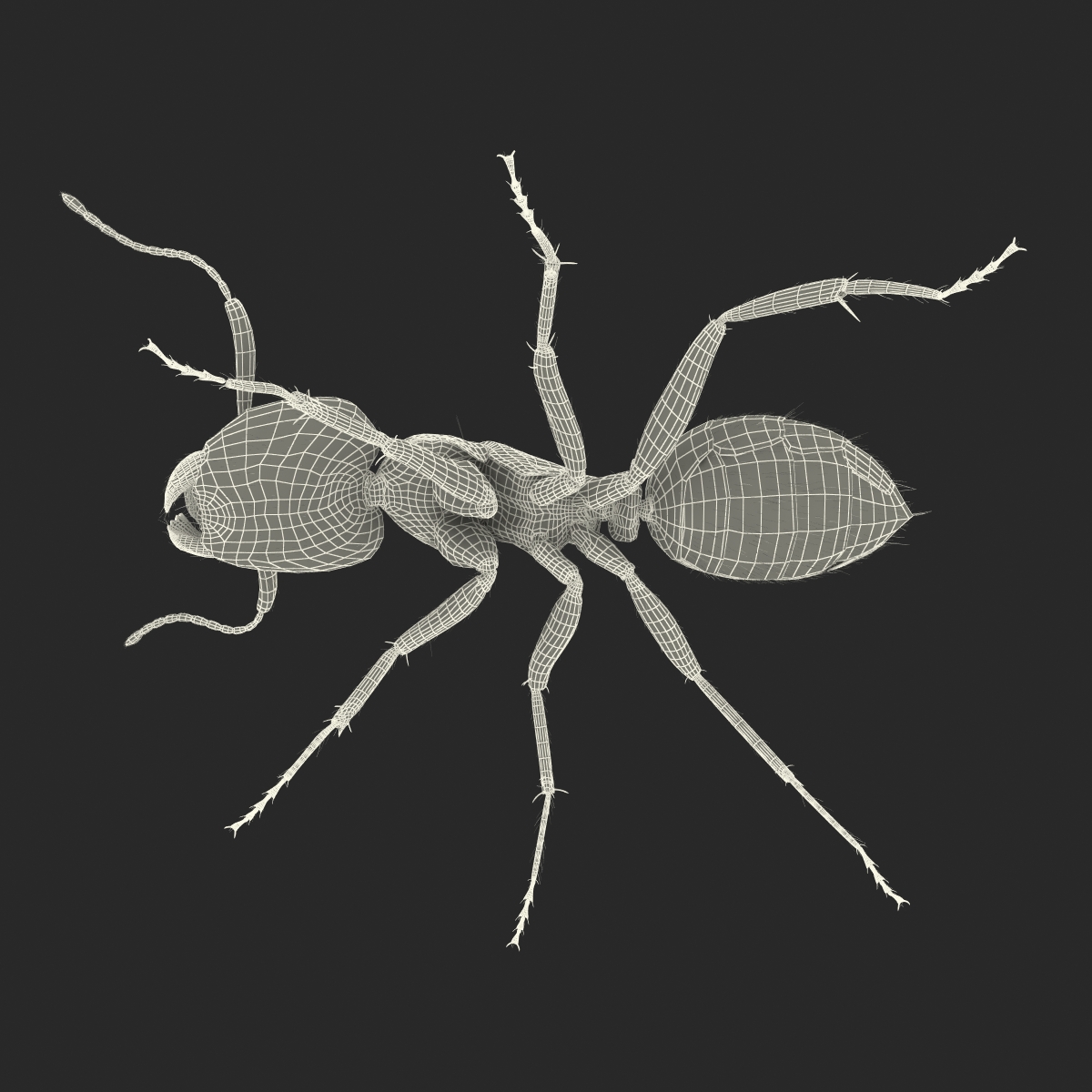 3D model Black Ant with Fur Rigged