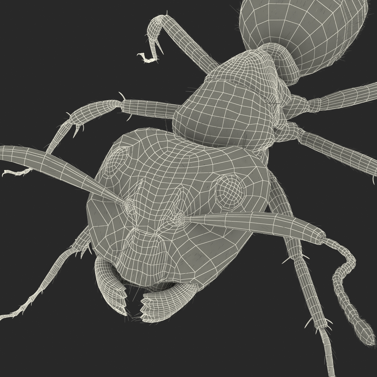 3D model Black Ant with Fur Rigged