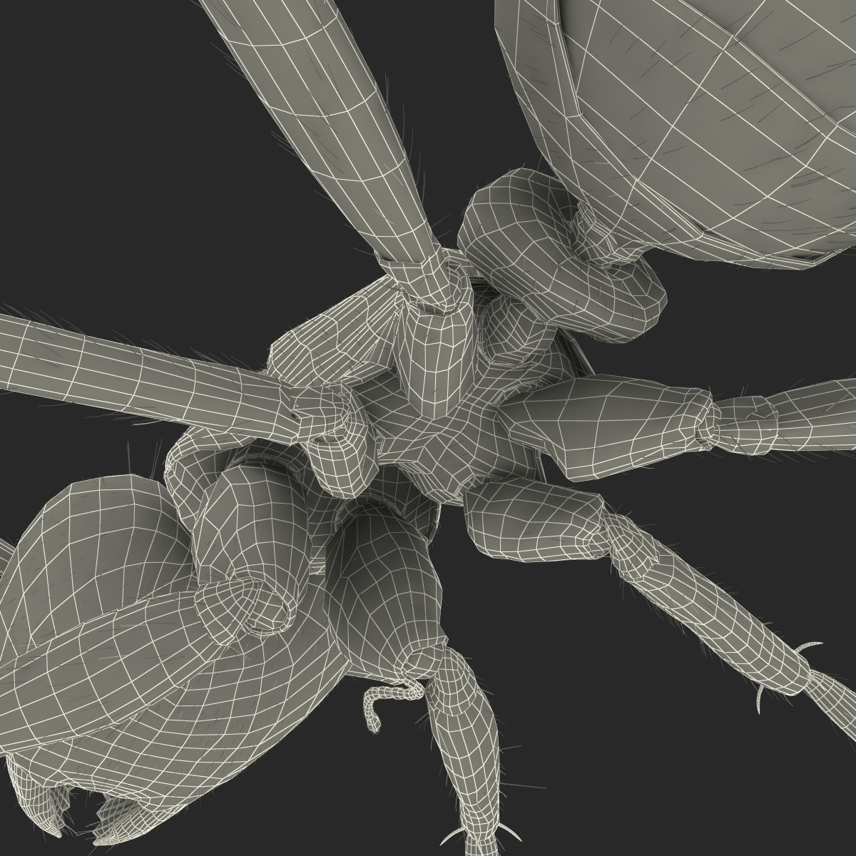 3D model Black Ant with Fur Rigged