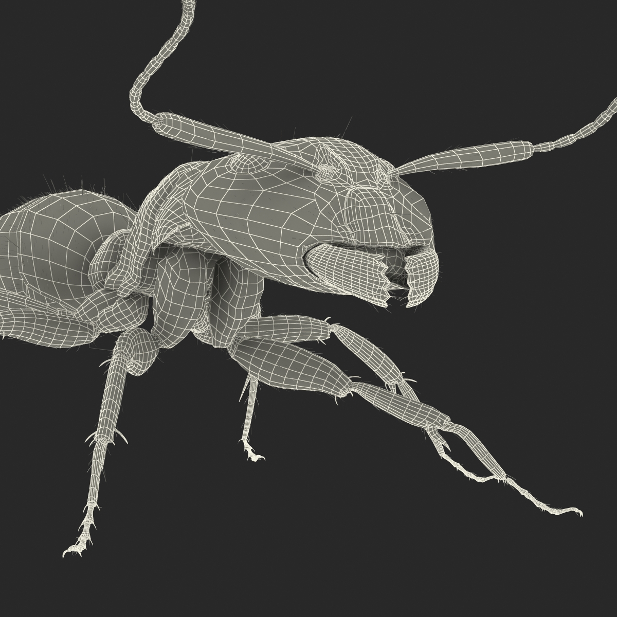 3D model Black Ant with Fur Rigged