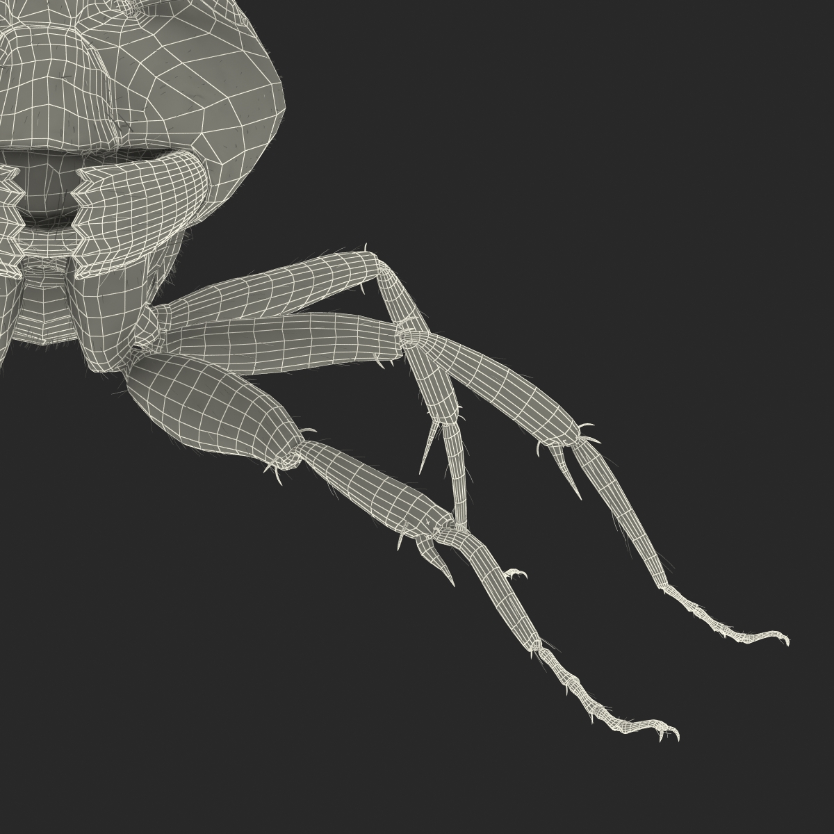 3D model Black Ant with Fur Rigged