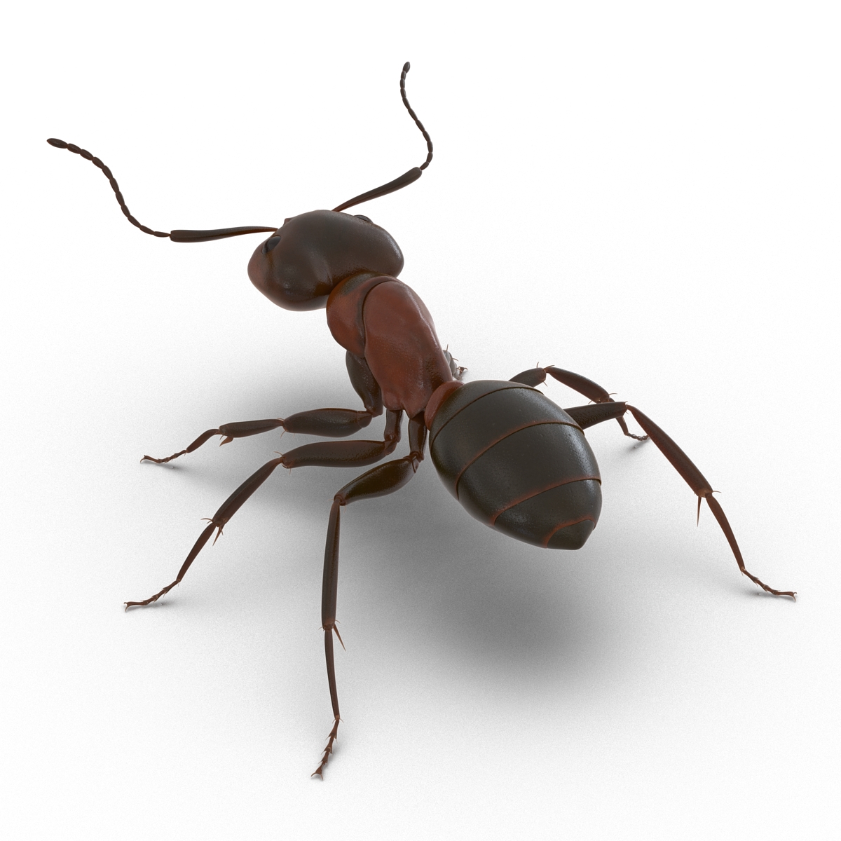 Red Ant Rigged 3D model