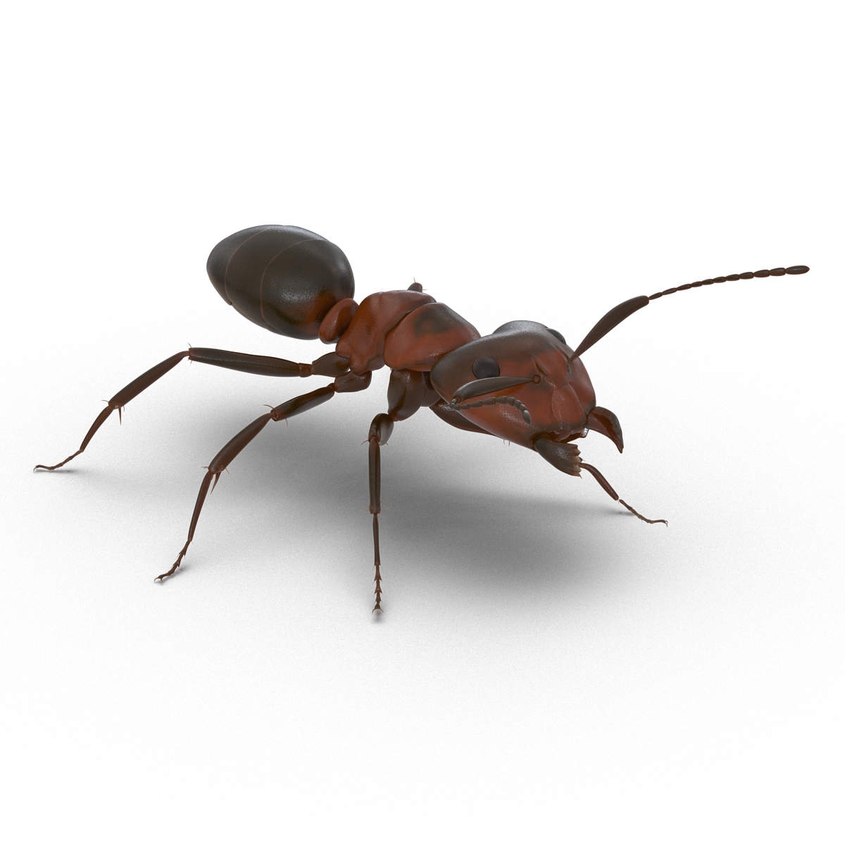 Red Ant Rigged 3D model