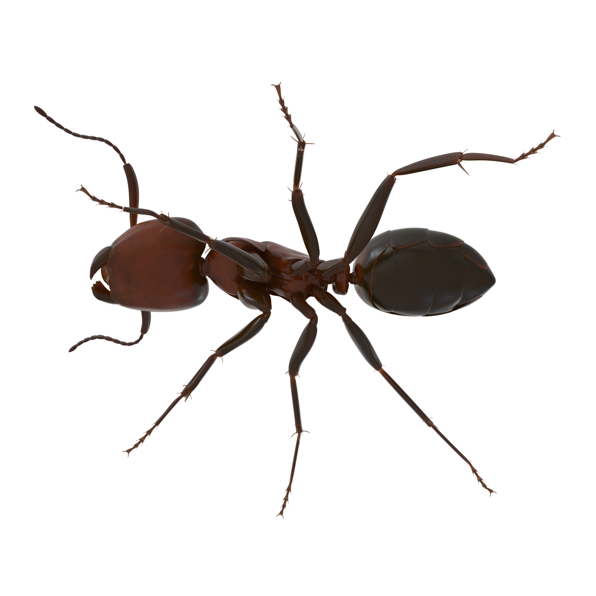 Red Ant Rigged 3D model