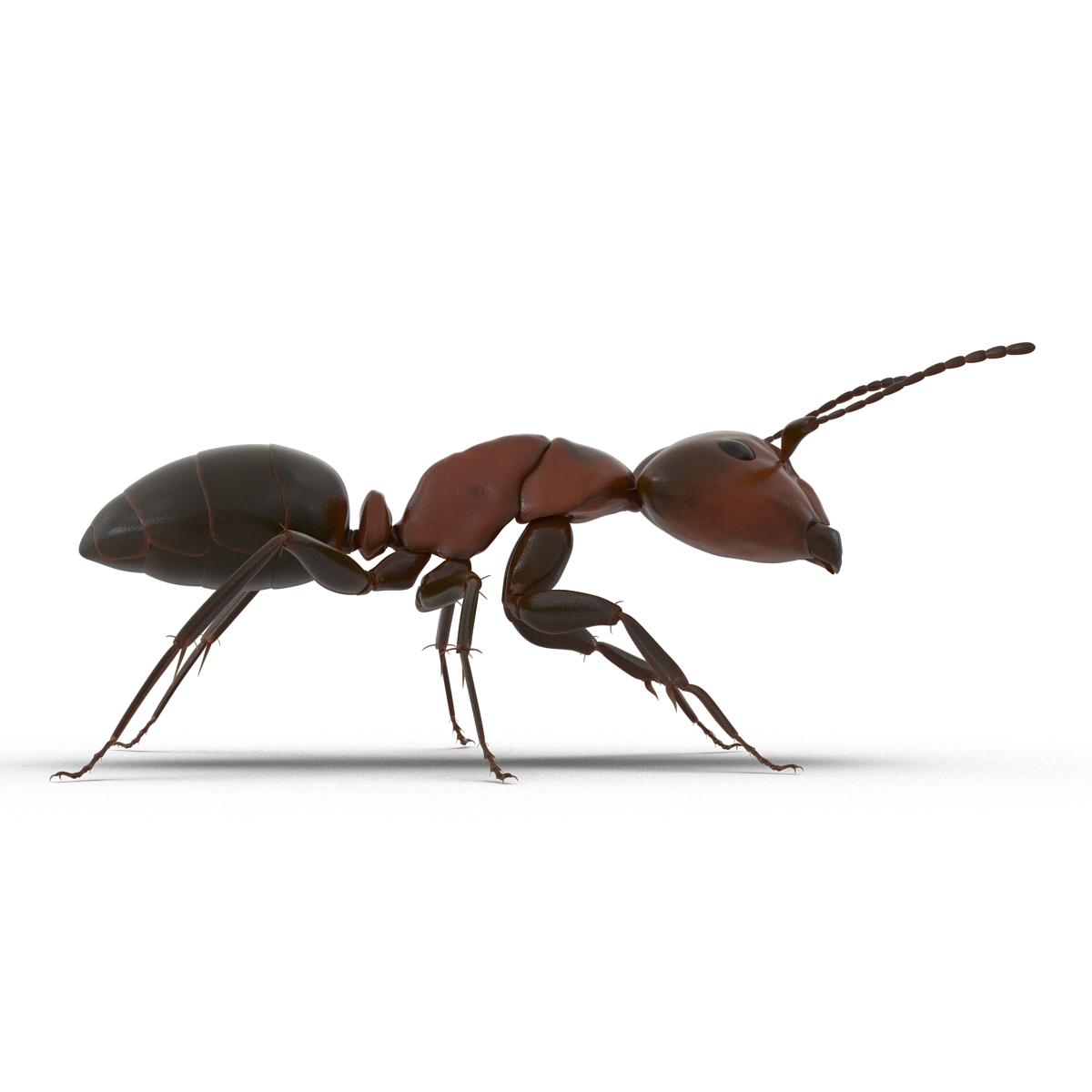 Red Ant Rigged 3D model