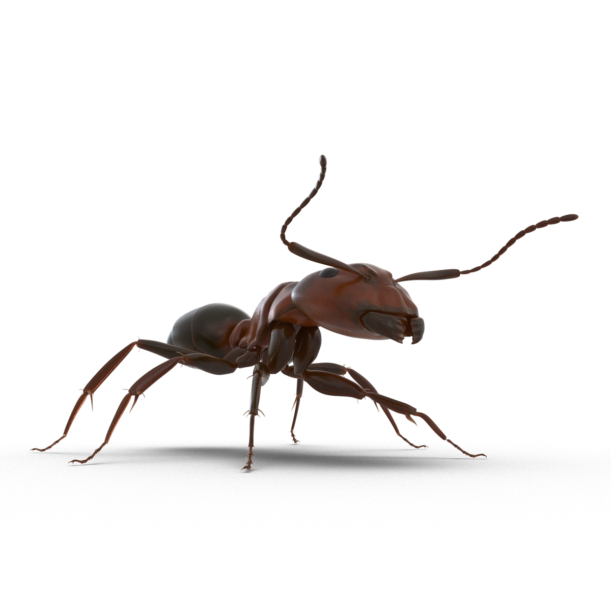 Red Ant Rigged 3D model