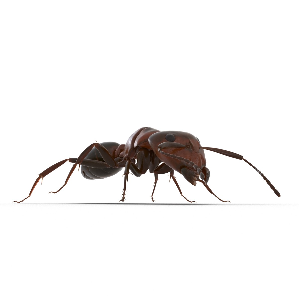 Red Ant Rigged 3D model