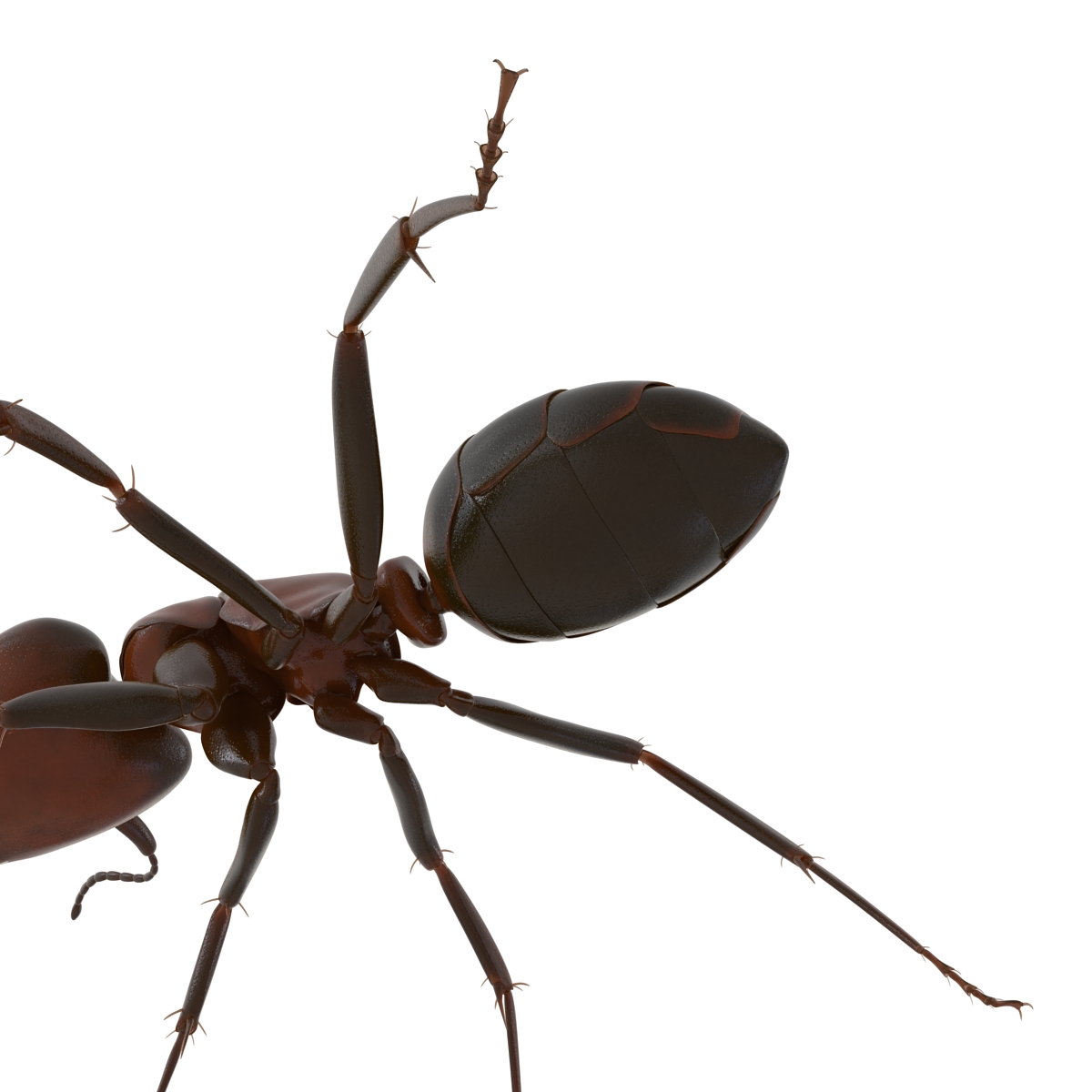 Red Ant Rigged 3D model