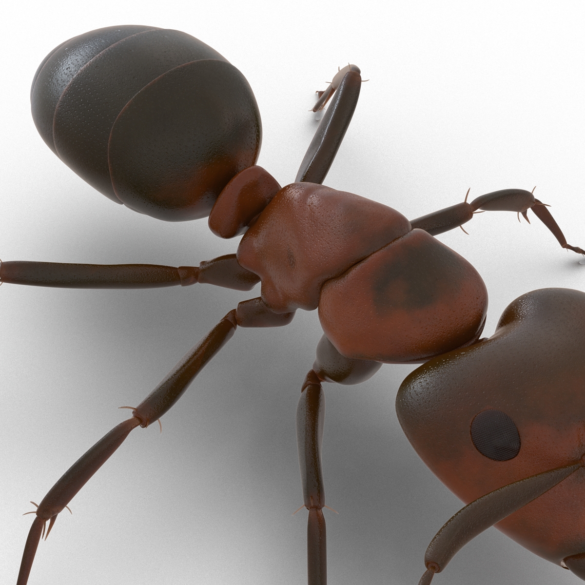 Red Ant Rigged 3D model