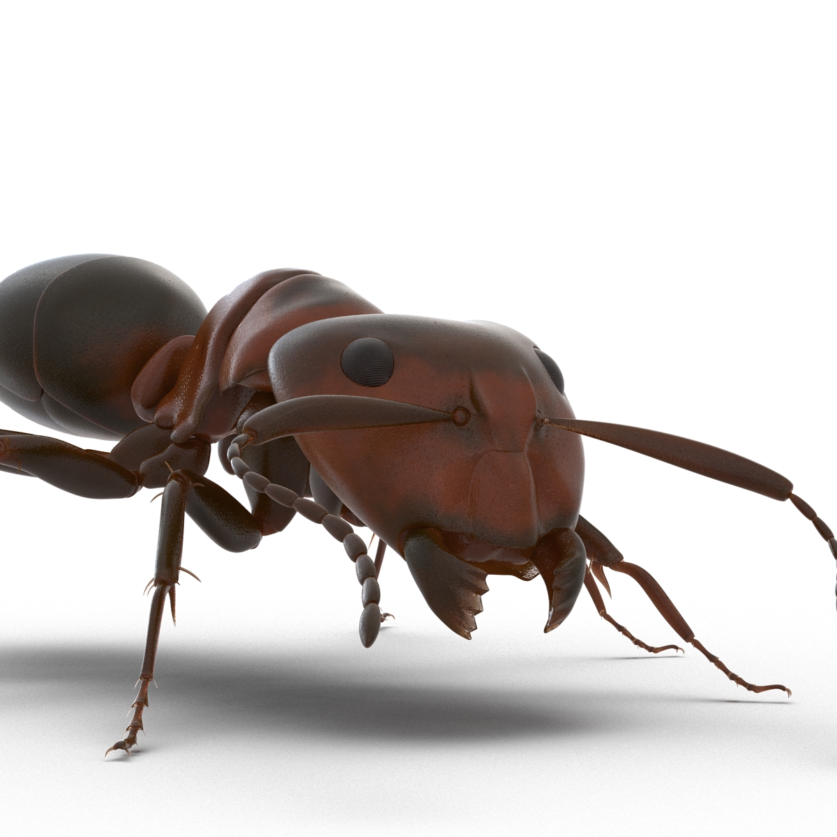 Red Ant Rigged 3D model