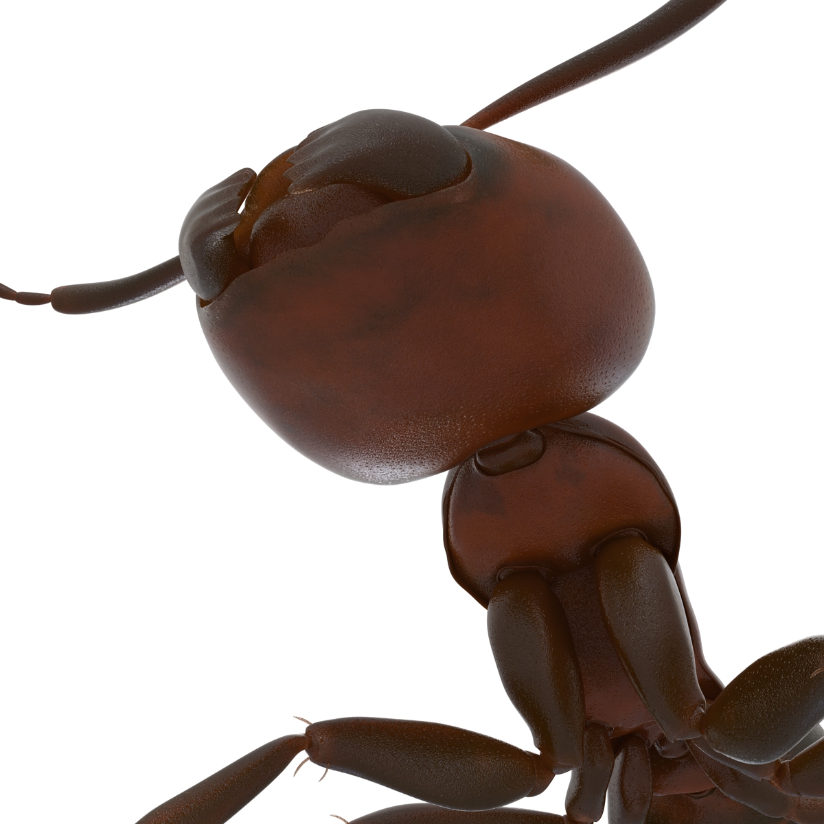 Red Ant Rigged 3D model