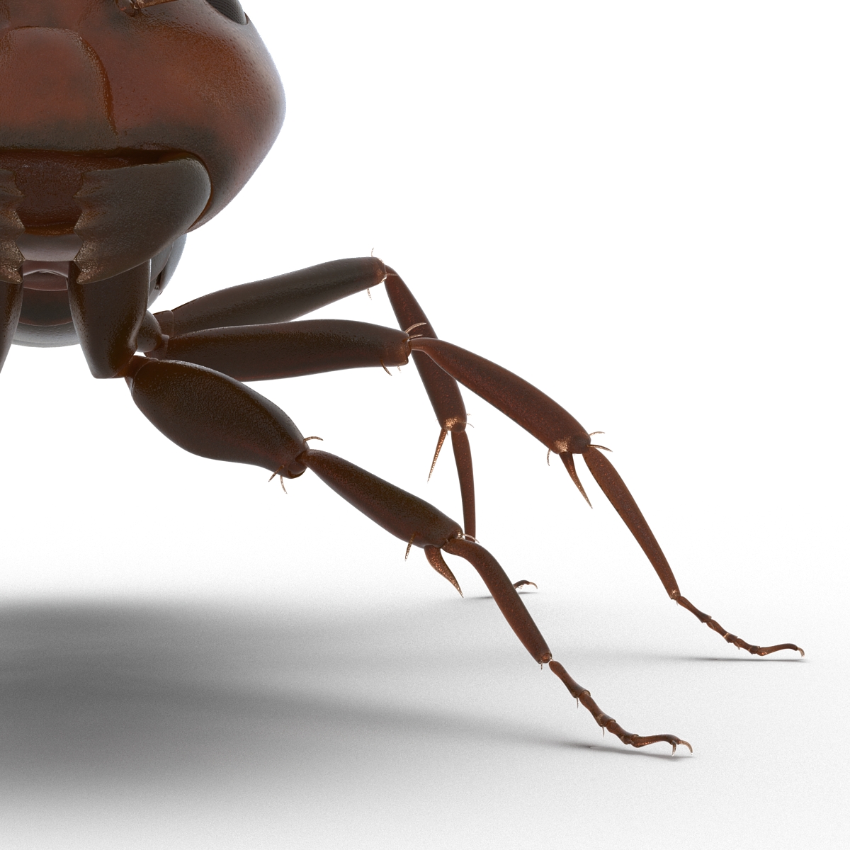 Red Ant Rigged 3D model