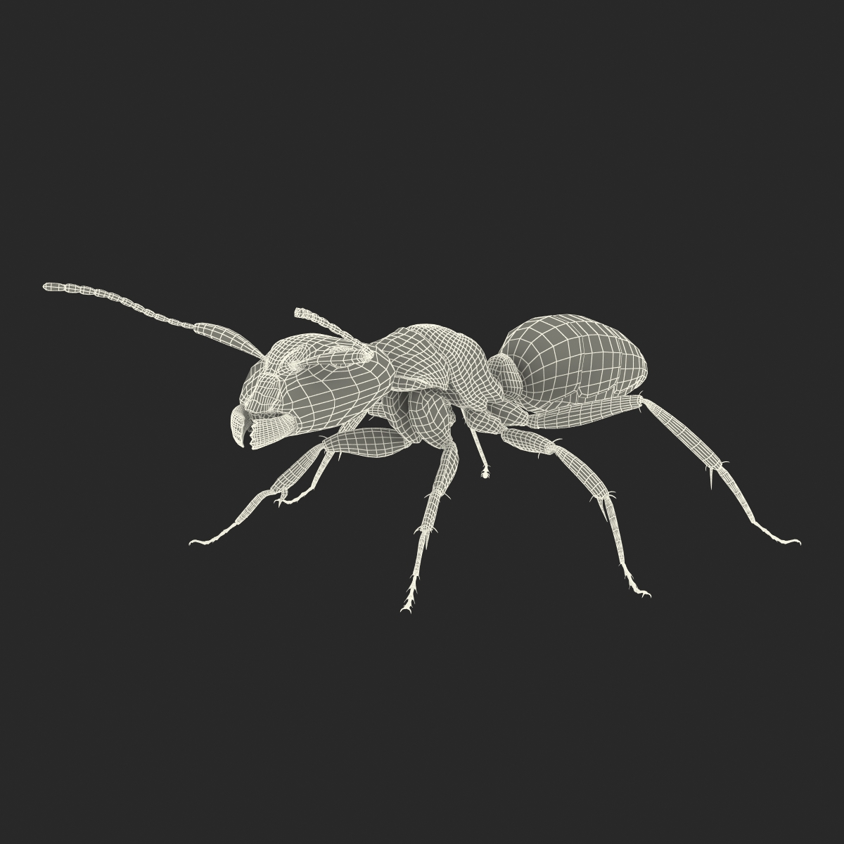 Red Ant Rigged 3D model