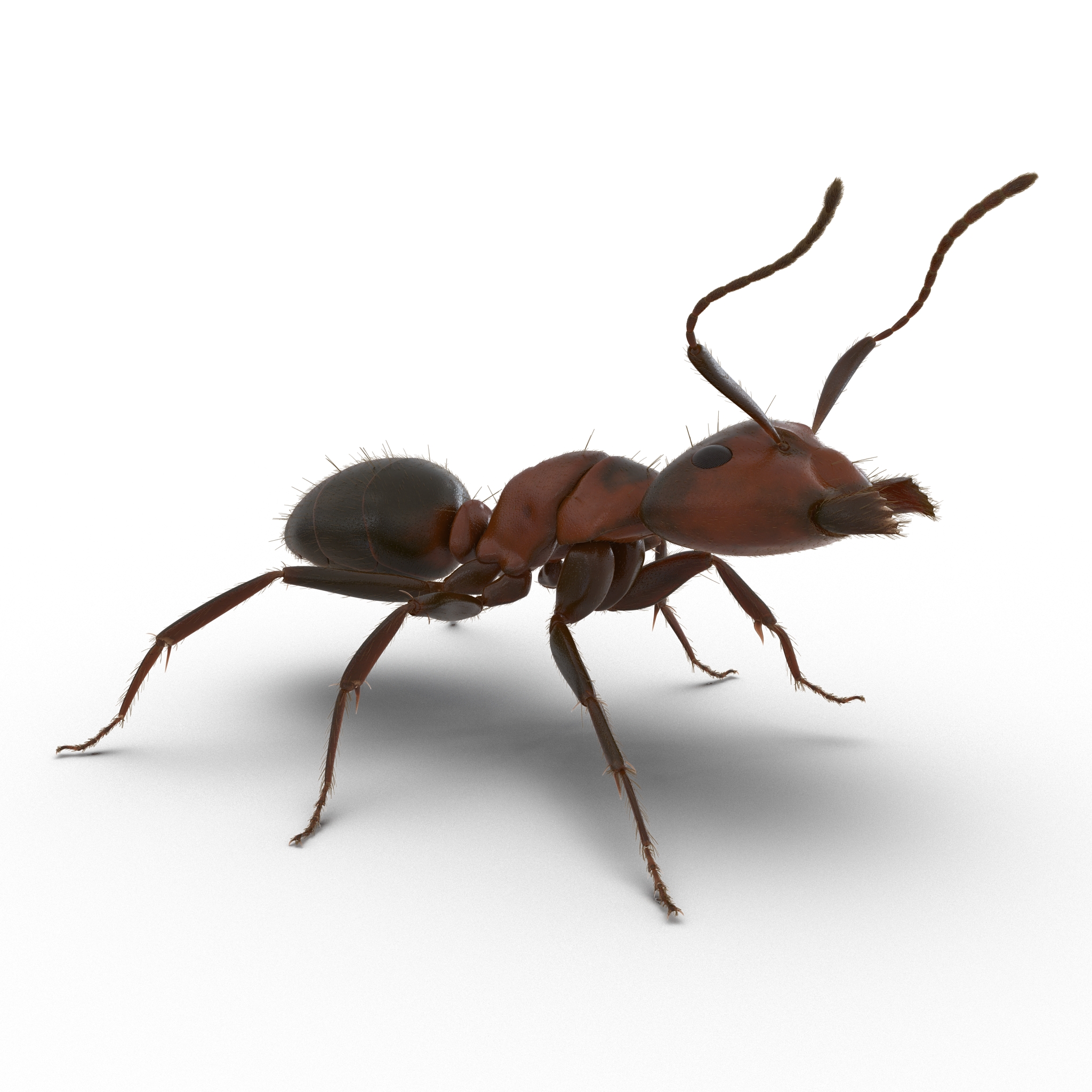 3D Red Ant with Fur Rigged model