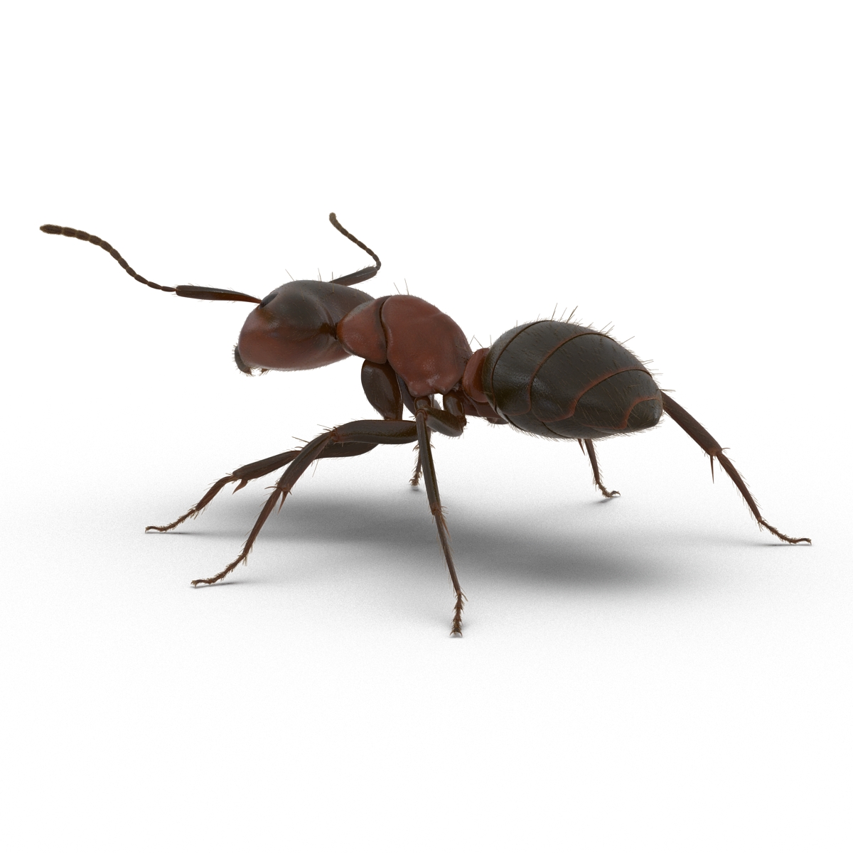 3D Red Ant with Fur Rigged model