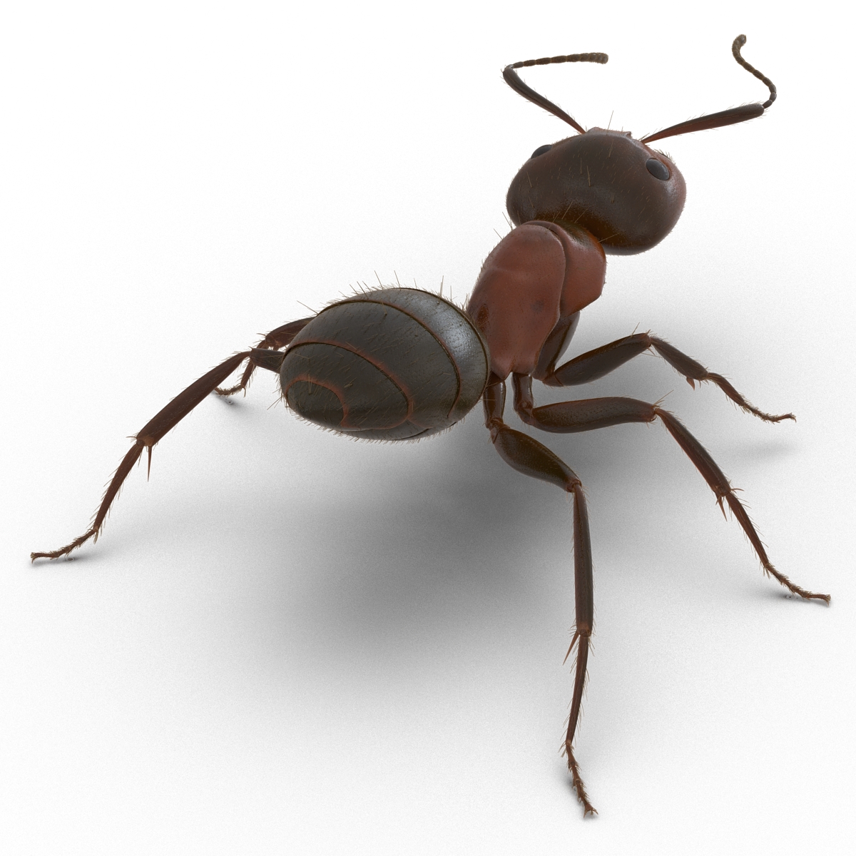 3D Red Ant with Fur Rigged model