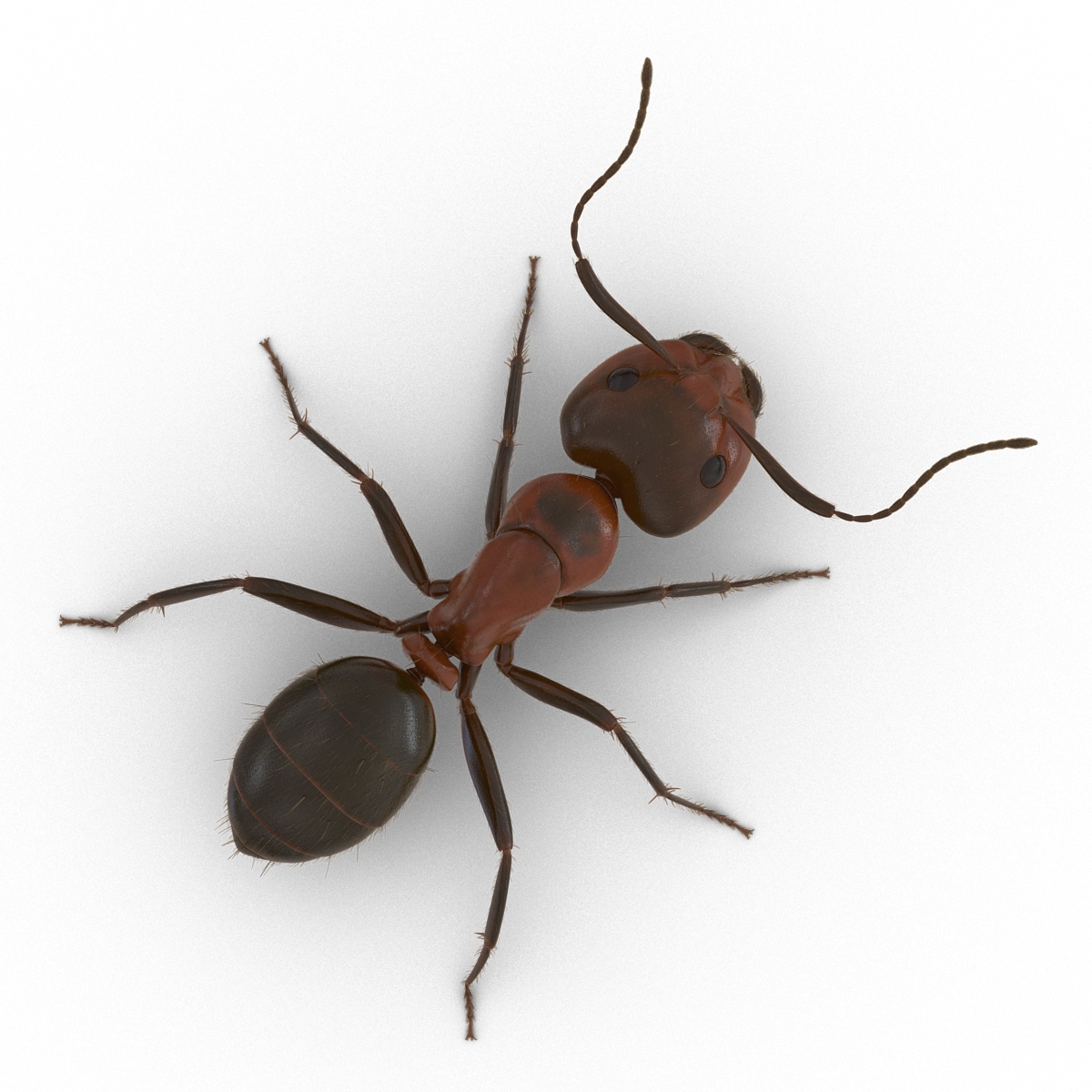 3D Red Ant with Fur Rigged model