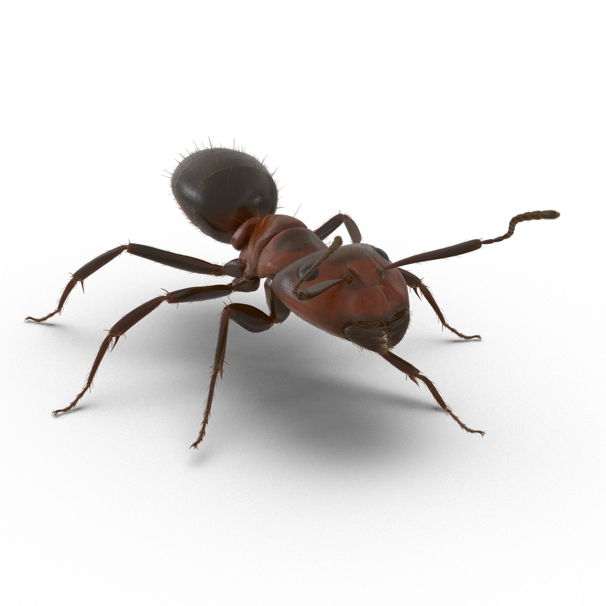 3D Red Ant with Fur Rigged model