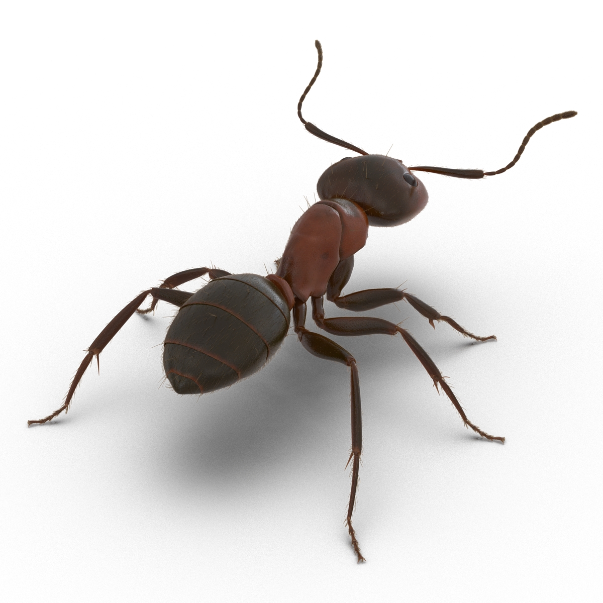 3D Red Ant with Fur Rigged model