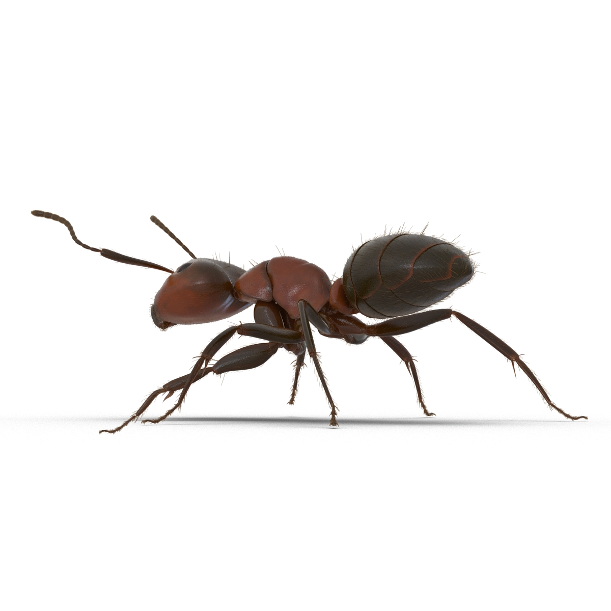 3D Red Ant with Fur Rigged model