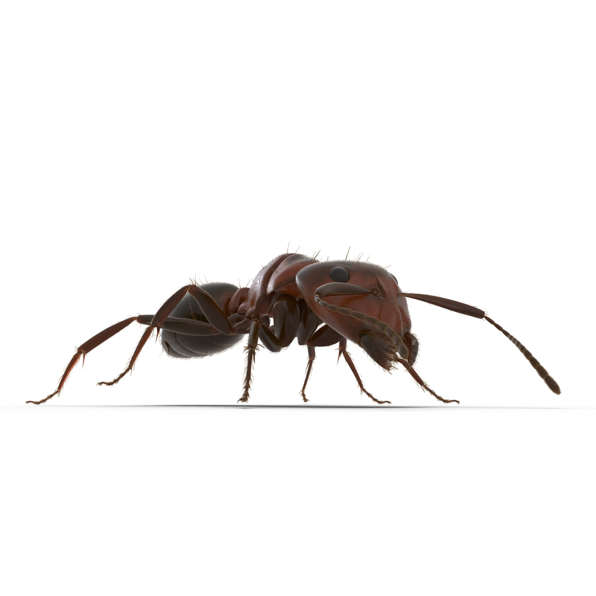 3D Red Ant with Fur Rigged model