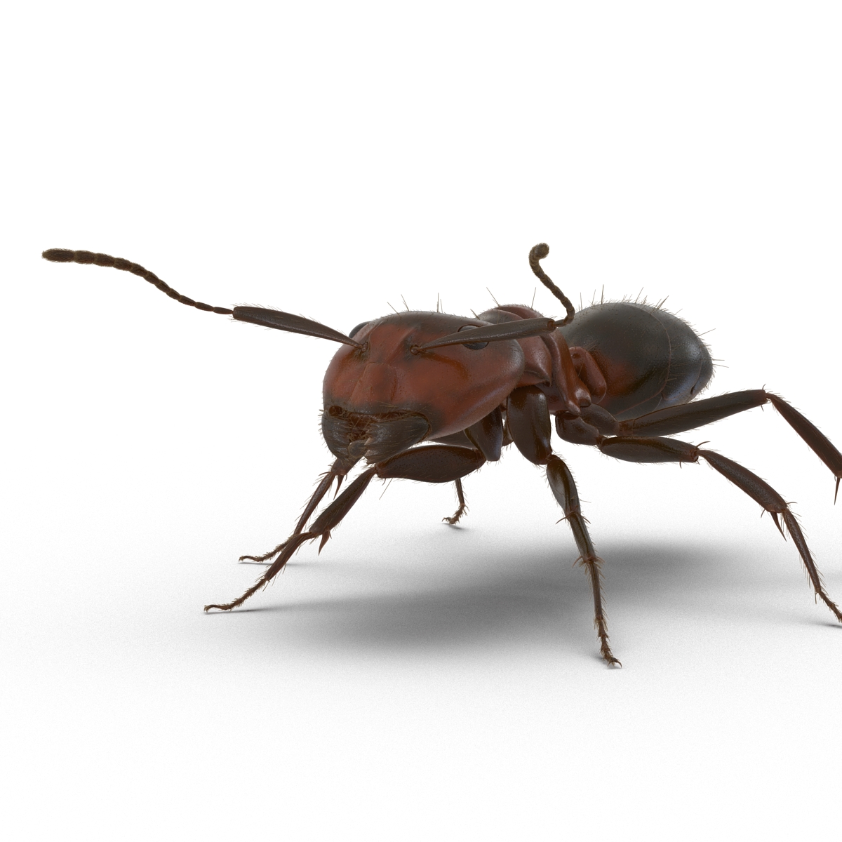 3D Red Ant with Fur Rigged model