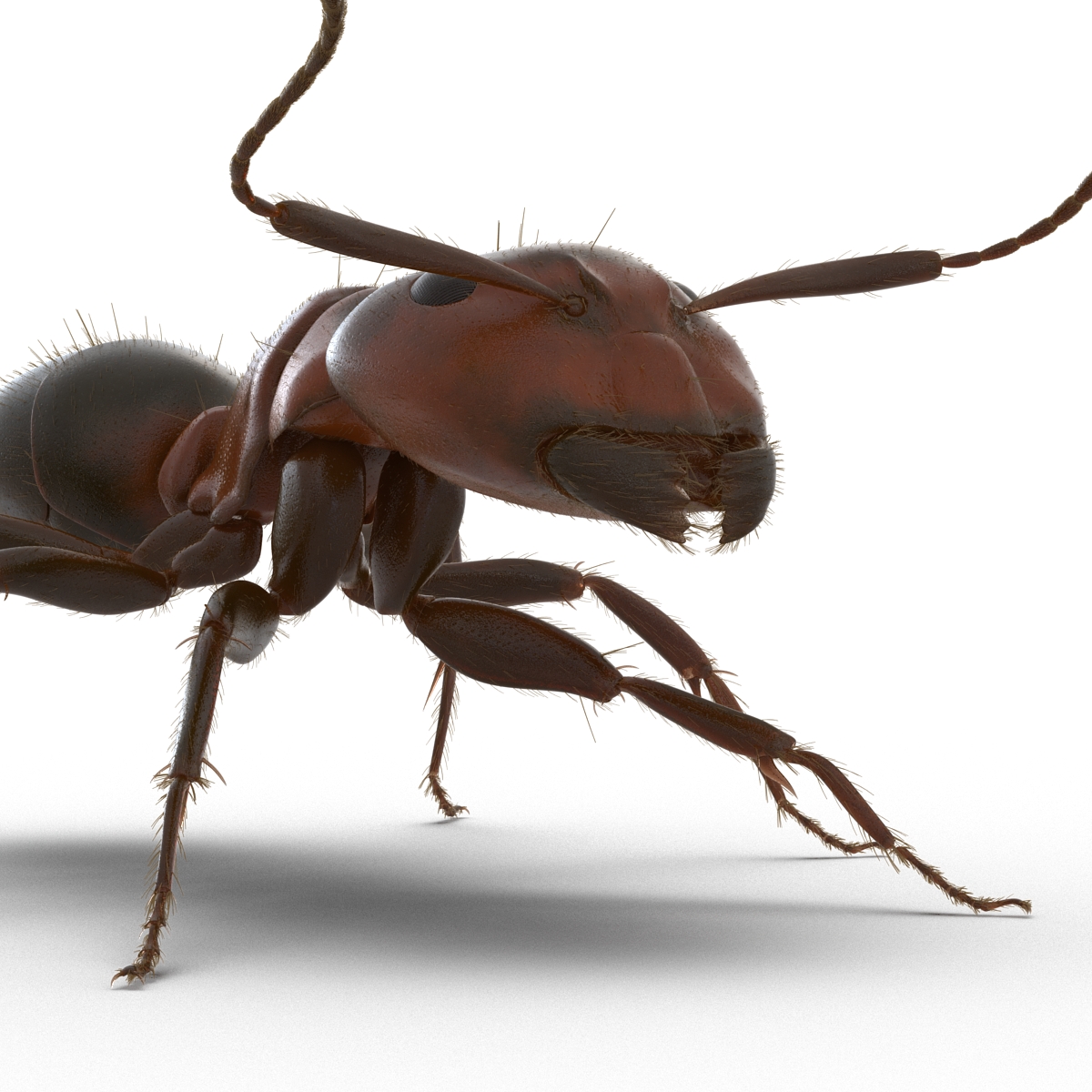 3D Red Ant with Fur Rigged model