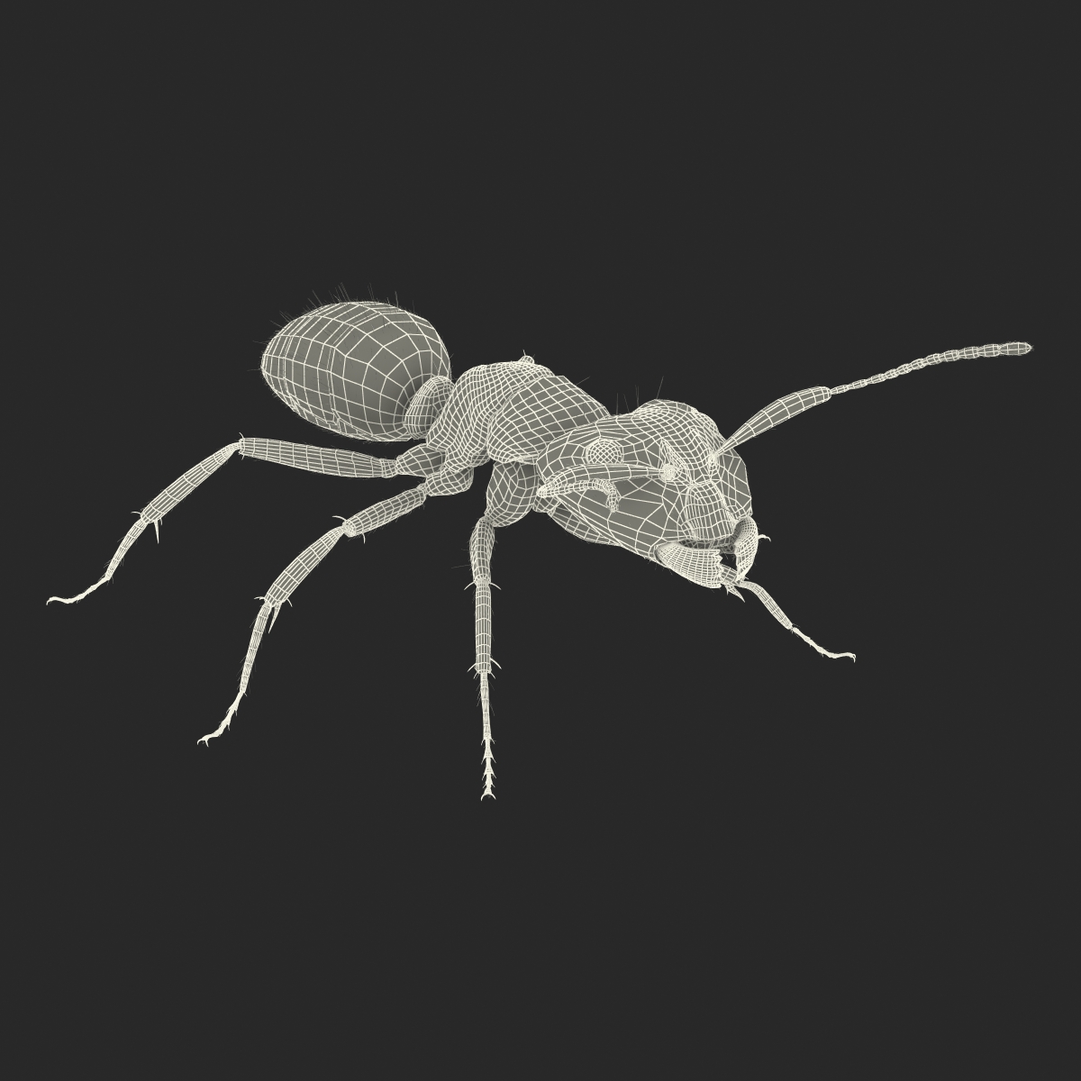 3D Red Ant with Fur Rigged model