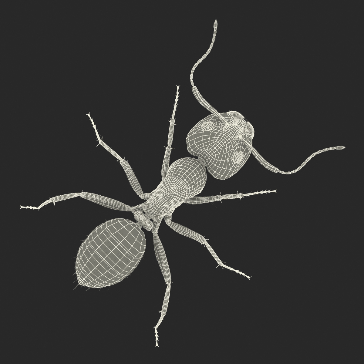 3D Red Ant with Fur Rigged model