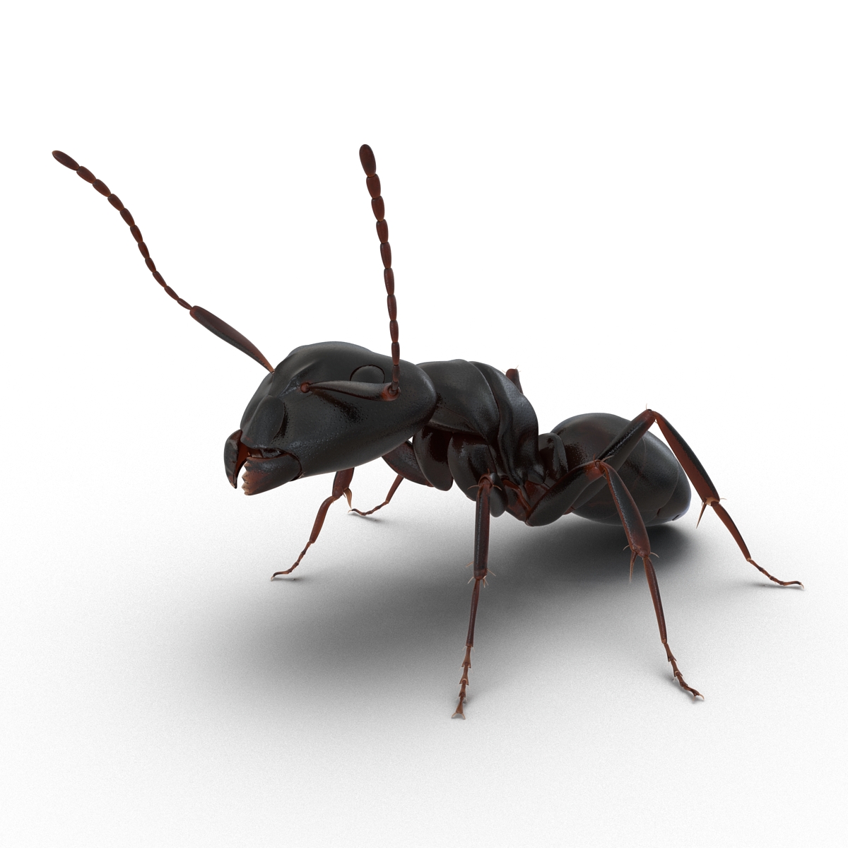 3D Black Ant Pose 2