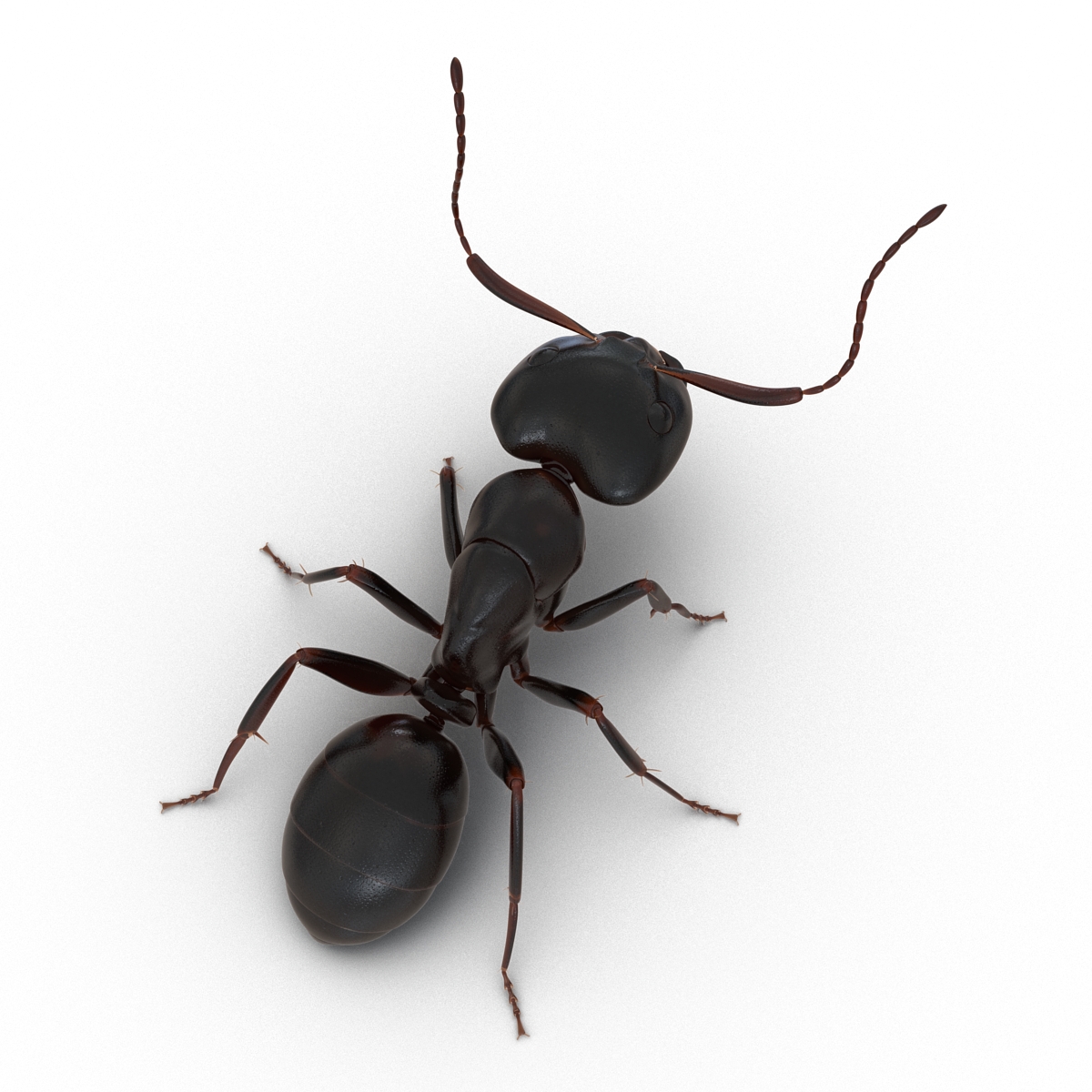 3D Black Ant Pose 2