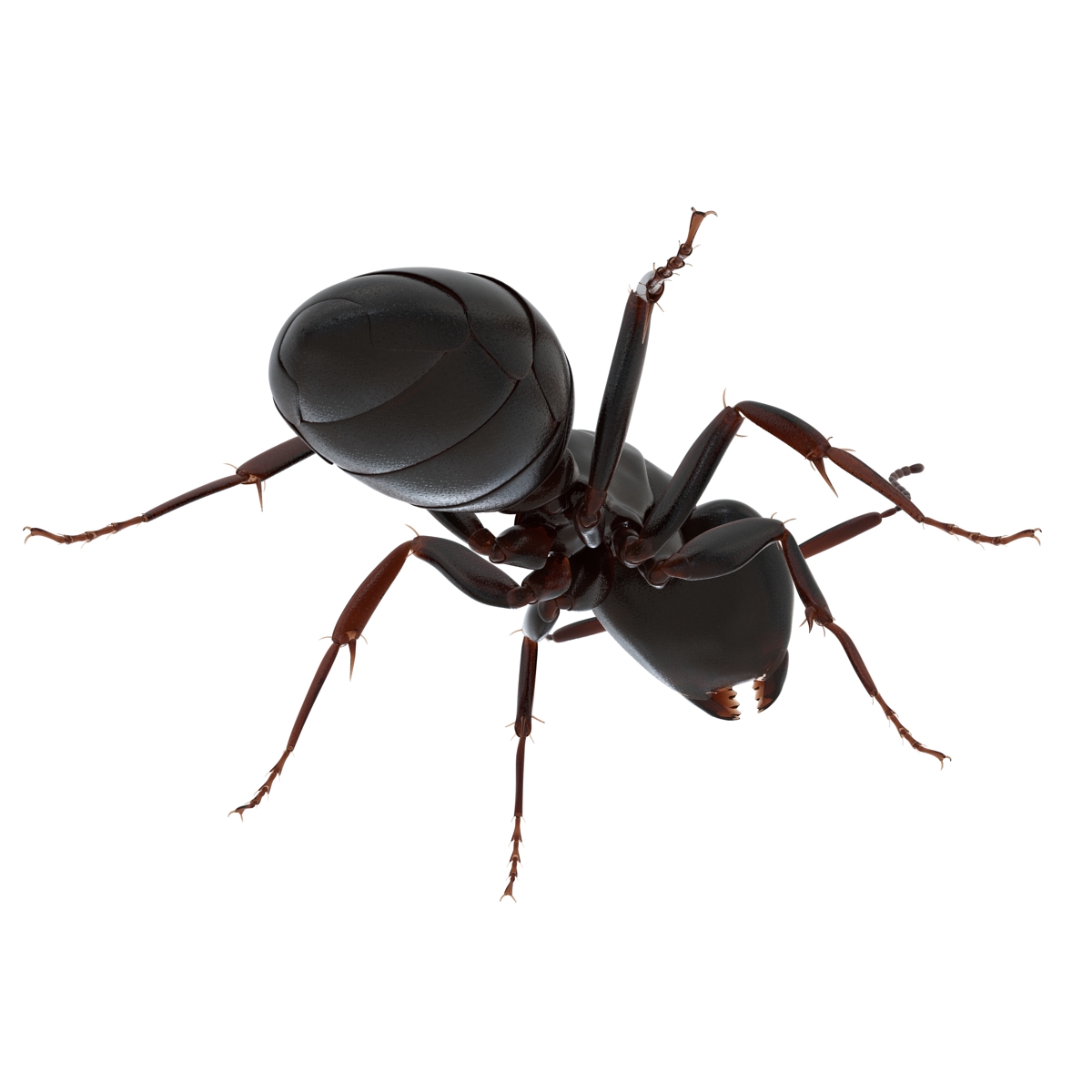 3D Black Ant Pose 2