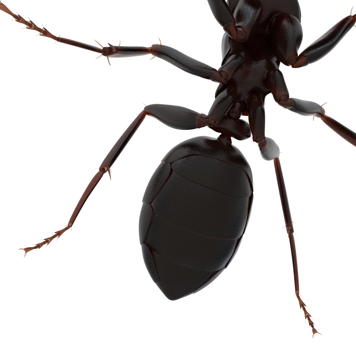 3D Black Ant Pose 2