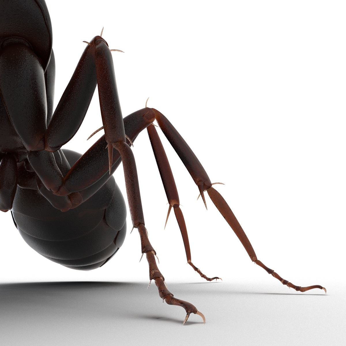 3D Black Ant Pose 2